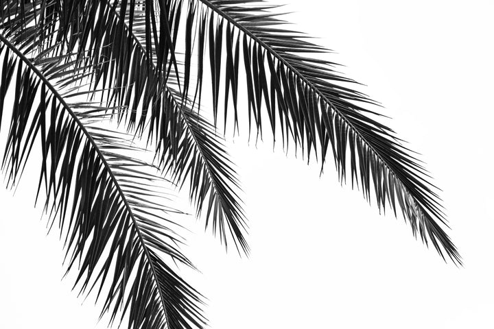 files/branch-of-a-palm-tree.jpg